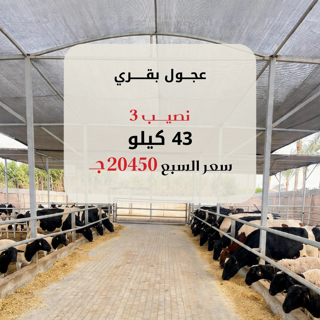 نصيب 3