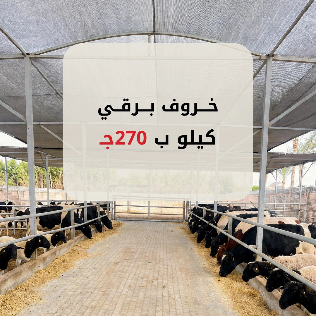 خروف برقي - الكيلو بـ 270 ج